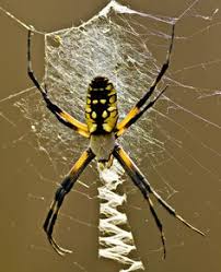 Black And Yellow Argiope Commonly Called Garden Spider And Web Spider Garden Spider Spider Face
