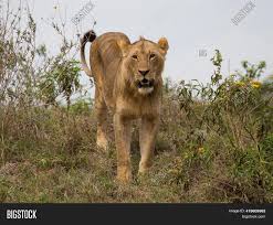 The lion king grossed $422.8 million in north america and $545.7 million in other territories, for a worldwide total of $968.5 million. Lion King Jungle Image Photo Free Trial Bigstock