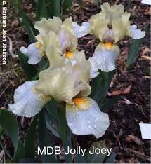 MdbJollyJoey < Main/Mdb < Iris Wiki
