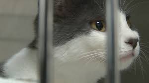 Maybe you would like to learn more about one of these? Albuquerque S Animal Welfare Shelter Full Emergency Fosters Needed Krqe News 13