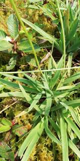 Image result for Mesanthemum radicans