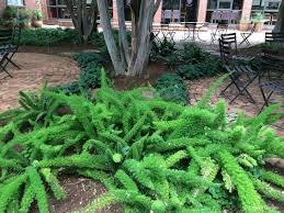 Image result for Asparagus petersianus