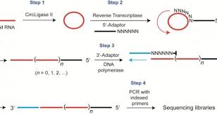 Rc Seq Intramolecular Rna Circularization For Increased Efficiency Of Rna Seq Library Prep Library Rna Sequencing Reverse Transcriptase