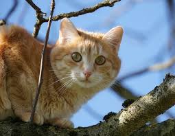 free image on pixabay pet cat tree view domestic cat kittens cutest domestic cat cat quotes funny