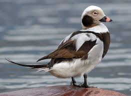 6 Ijseend North American Wildlife Bird Species Beautiful Birds