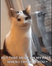 I did not know that zoom could turn me into a cat. Zoom Cat Gifs Tenor