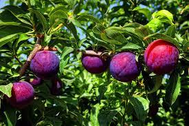 Santa Rosa Plum Trees Ison S Nursery Vineyard In 2020 Plum Tree Plum Fruit Trees