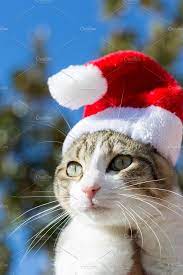 Beautiful Cat With Christmas Cap Cute Cats Christmas Cats Cute Cats And Kittens