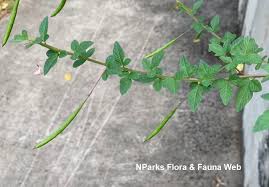 Image result for Cleome rutidosperma