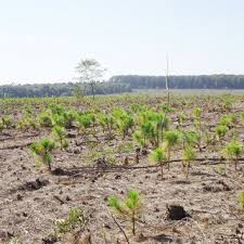 Image result for Acacia tenuispina