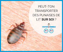 peut on transporter des punaises de lit sur soi docteur nuisibles