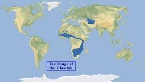 Slide through the maps to see how sea level rise will reduce the already limited habitat of the florida panther. Encounter Wild Cheetahs A Complete Guide Animals Around The Globe