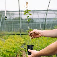 Image result for oak sapling