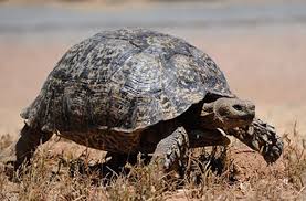 leopard tortoise sanbi