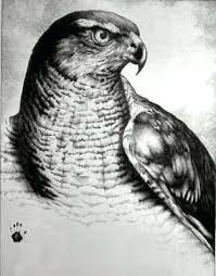 Big Bird With White Head And Black Body Pin By Tcf Treasurable Cuddly Frie On Tomorrow Wishes Hawk Tattoo Bird Of Prey Tattoo Drawings