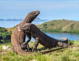 3 pulau utamanya adalah pulau komodo, rinca, dan padar. 10 Destinasi Honeymoon Di Indonesia Bikin Tambah Kenal Pasangan Kamu Bsim