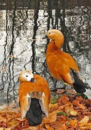 A Couple Of Ruddy Shelduck Pet Birds Beautiful Birds Animals