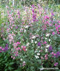 Mountain Garland Clarkia Heirloom Flowers Renee S Garden Seeds