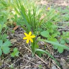 Image result for Hypoxis galpinii