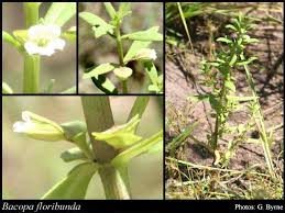 Image result for Bacopa floribunda