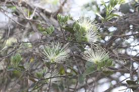 Image result for Maerua buxifolia