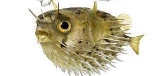 One predator of the puffer fish is sharks, however particularly the tiger shark who will eat something it comes upon. How Many People Die From Eating Puffer Fish Your Fish Guide