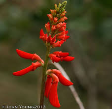 Image result for Erythrina humeana