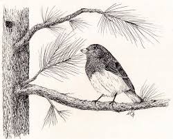 Colour Bird On Tree Drawing Junco In The Pine Tree By Syl Lobato Pine Tree Drawing Tree Drawing Christmas Tree Drawing