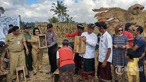 Selamatkan Sawah Dari Serangan Tikus Warga Desa Senganan Lestarikan Burung Hantu Tyto Alba Tribun Bali