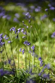 Jacinthe Des Bois Fleurs Sauvages Flore Fleurs