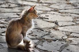 When a cat is treated for hyperthyroidism, her blood pressure is the medication methimazole, though not a cure for hyperthyroidism, offers a flexible alternative for a. Managing Feline Hyperthyroidism Dvm360