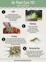 How To Care For Your Air Plant Watering Tips And More Air Plant Source Ide Berkebun Tanaman Kebun