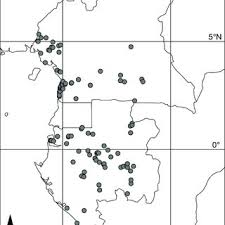 Image result for Rhabdophyllum welwitschii