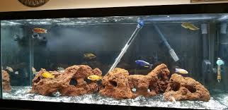 Custom build your own 75 gallon aquarium. My 75 Gallon African Cichlids Tank Cichlid