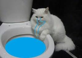 Pin De Magic Alien Em Mood Gatos Estranhos Gato Engracado Memes De Gatos
