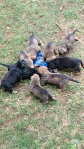 May 17, 2021 · labraboels are a rarer mix, and occur when a boerboel is crossed with a labrador retriever. Rottweiler Cross Boerboel Puppies Off 71 Www Usushimd Com
