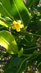 Image result for Pseudocalyx saccatus