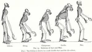 Ask a student volunteer to read the first situation. Genetic Variation Darwin S Theory Of Natural Selection Evidence Lamarckian Evolution Speciation Extinctions Selective Breeding Environmental Factors Igcse O Level Gcse 9 1 Biology Revision Notes Examinations