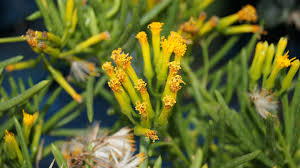 Image result for Senecio aetfatensis