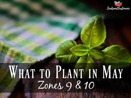 What to Plant in May - Seeds & Sustenance