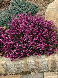 To ensure your new shrub gets a good start, choose the right plant for the right place. Kramer S Red Winter Heath Garden Sanity By Pet Scribbles