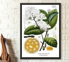 Image result for Landolphia