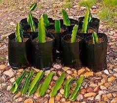 Vietnamese Giant Dragon Fruit Plant 1 Plant 1 Feet Tall Dragon Fruit Plant Dragon Fruit Garden Fruit Garden