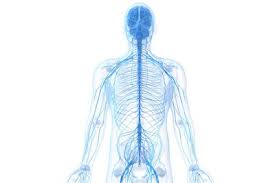 In total, there are 43 main nerves that branch off the central nervous system (cns) to the peripheral nervous system. Bo 1133 Diagram Of Nerve System Wiring Diagram