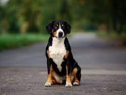 Der entlebucher sennenhund ist der kleinste der schweizer sennenhunde. Entlebucher Sennenhund Im Rasseportrait Zooroyal Magazin