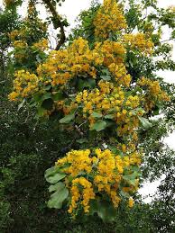 Image result for Pterocarpus rotundifolius