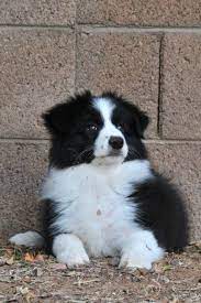 Border Collie This Ball Of Fluff Looks Just Like Our Cassie At The Same Age Collie Dog Collie Puppies Cute Dogs Breeds