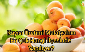 1,624 likes · 33 talking about this. Malatya Da Kayisi Uretimi En Cok Hangi Ilcede Yapiliyor
