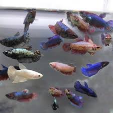 Betta fish, also known as siamese fighting fish has built a reputation for their survival instinct in their natural habitat. Female Betta Fighter Fish Size 2 2 5 Inch Rs 50 Piece Kerala Fish4ever Id 22971337030