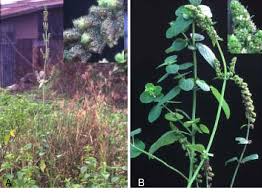 Image result for Hyptis